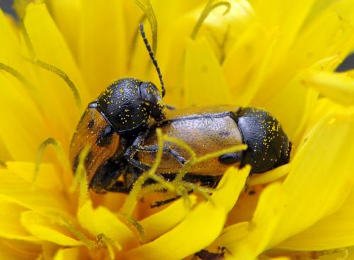 Réf. 78 696 : Cryptocephalus rugicollis