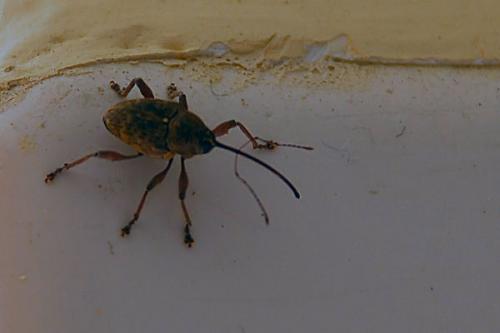 Réf. 78 268 : Curculio glandium