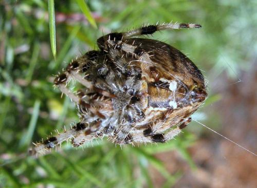 Réf. 78 173 : Araneus pallidus