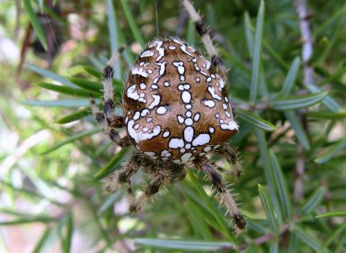 Réf. 78 085 : Araneus pallidus