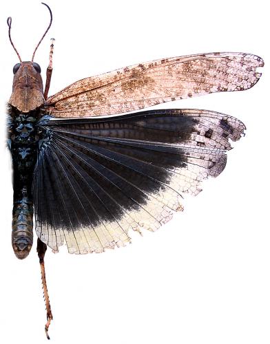 Dissosteira carolina