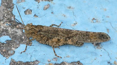 Dissosteira carolina