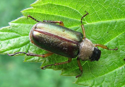 Réf. 78 265 : Dichelonyx linearis