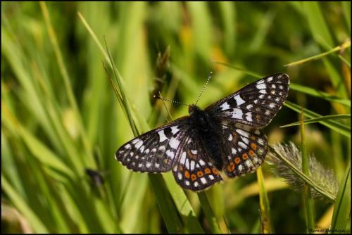 Euphydryas cynthia