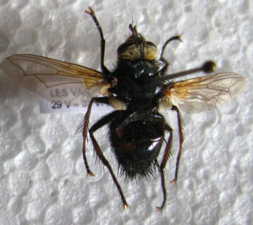 Tachina magna