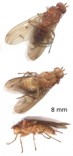 Réf. 78 821 : Suillia sp.