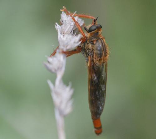 Stenopogon sabaudus