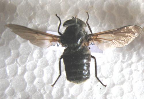 Réf. 78 853 : Pangonius sp.