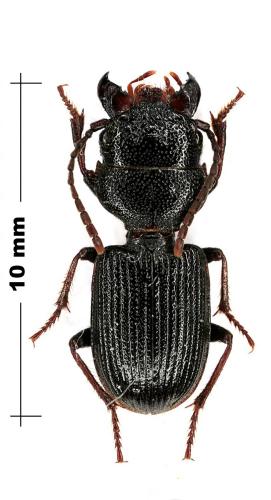 Dixus eremita
