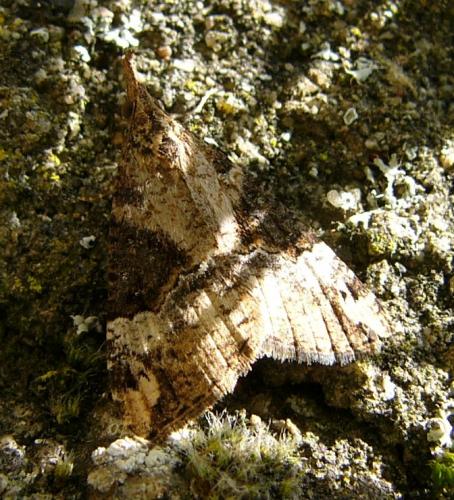 Réf. 78 548 : Hypena obsitalis