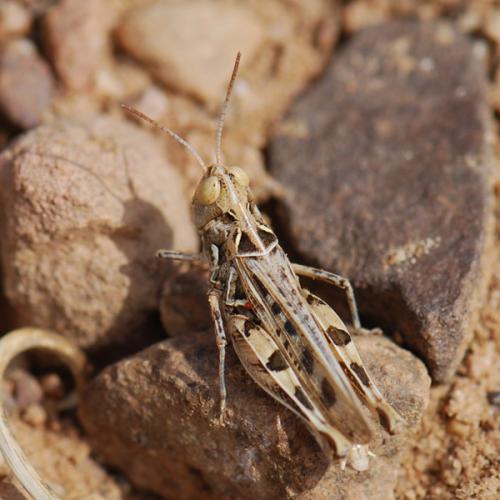 Réf. 78 154 : Dociostaurus sp.