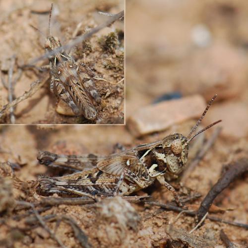 Réf. 78 155 : Dociostaurus sp.