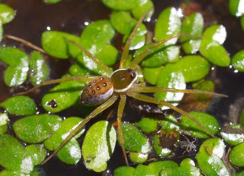 Dolomedes sp.