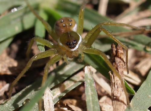 Dolomedes sp.