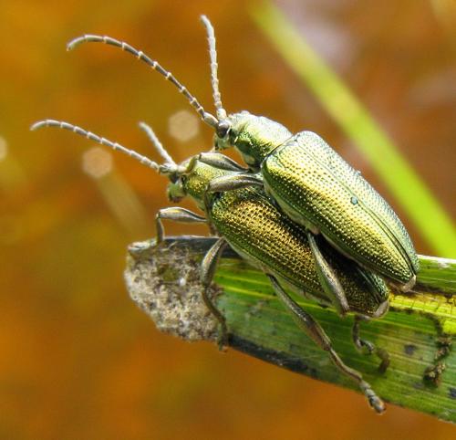 Réf. 78 844 : Donacia sp.
