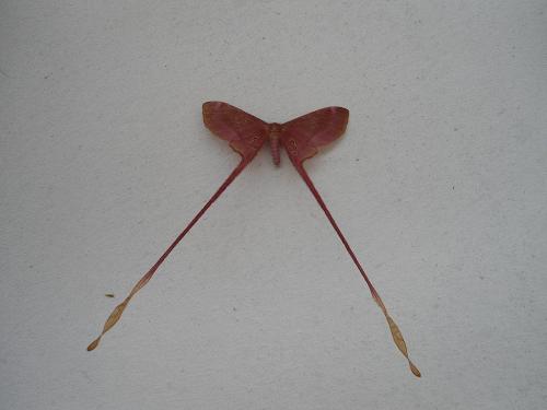 Réf. 78 411 : Eudaemonia sp.