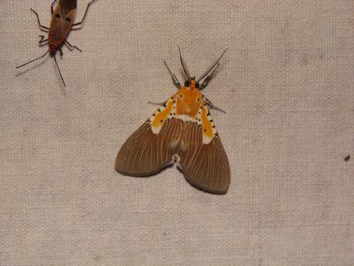 Asota speciosa