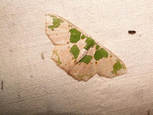 Archichlora marcescens