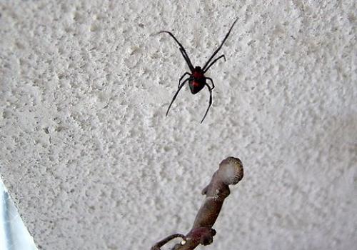 Réf. 78 449 : Latrodectus menavodi