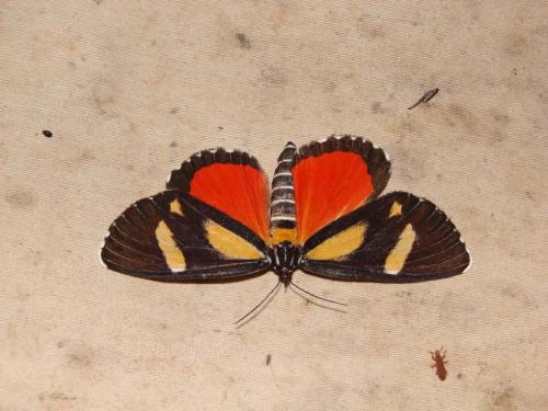Phaegorista agaristoides