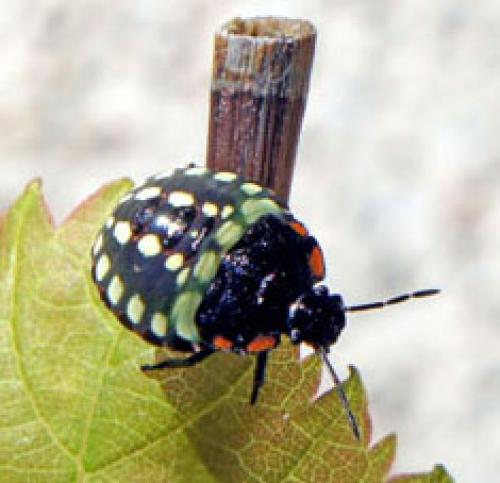 Nezara viridula