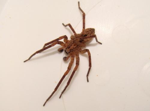 Zoropsis spinimana