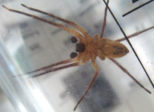 Zoropsis spinimana