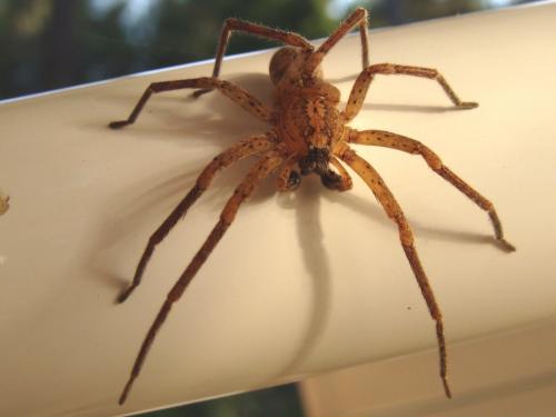 Zoropsis spinimana