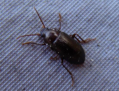 Nalassus sp.