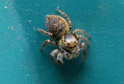 Carrhotus xanthogramma