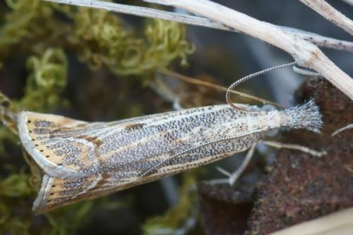Réf. 78 594 : Agriphila geniculea