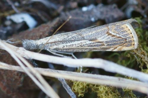 Agriphila geniculea