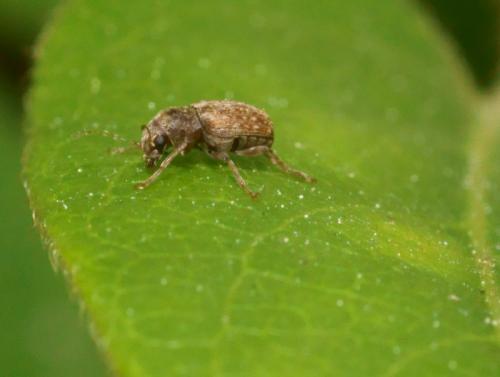Araecerus fasciculatus