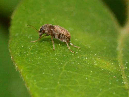 Araecerus fasciculatus