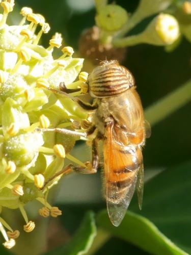 Réf. 78 215 : Eristalinus taeniops