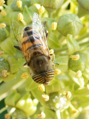 Réf. 78 216 : Eristalinus taeniops