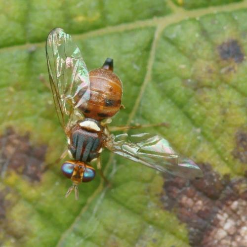 Réf. 78 213 : Bactrocera oleae