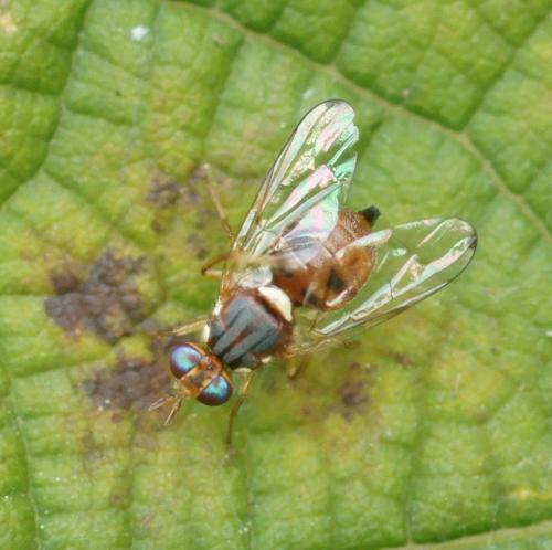 Bactrocera oleae