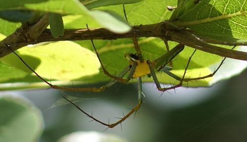 Peucetia sp.