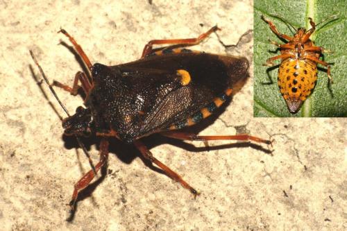 Pinthaeus sanguinipes