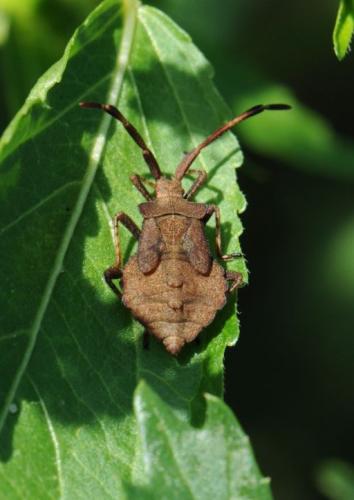 Coreus marginatus