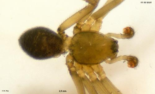 Tallusia experta