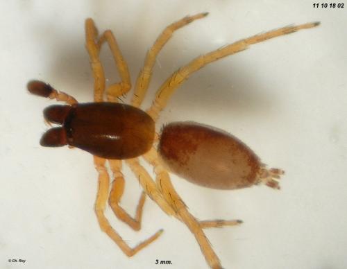 Réf. 78 549 : Clubiona subtilis