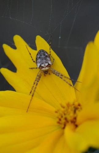 Metellina sp.