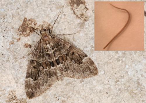Thera britannica