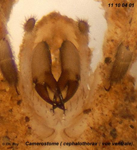 Trogulus sp.