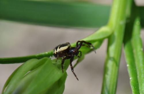 Synema globosum