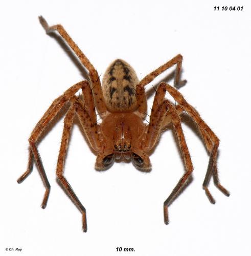 Réf. 78 266 : Olios argelasius