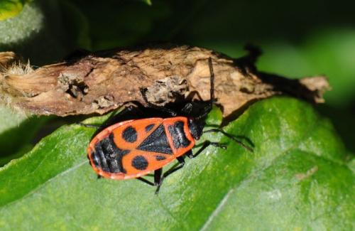 Pyrrhocoris apterus