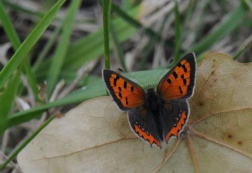 Lycaena phlaeas